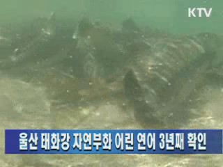 울산 태화강 자연부화 어린 연어 3년째 확인
