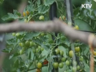 우범지대가 '사랑의 텃밭'으로 [국민리포트]