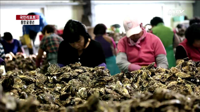 제철 맞은 통영 굴…지역 경제 효자 [국민리포트]