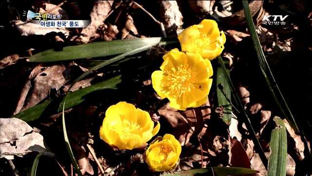 '야생화의 섬' 풍도…봄 기운 가득