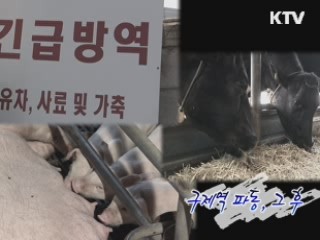 구제역 파동, 그 후