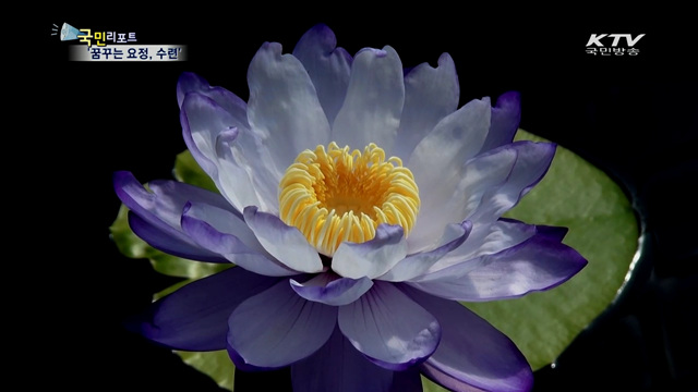 가을에 만나는 세미원 '꿈꾸는 요정 수련'