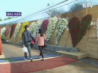 국화향기 그윽한 함평