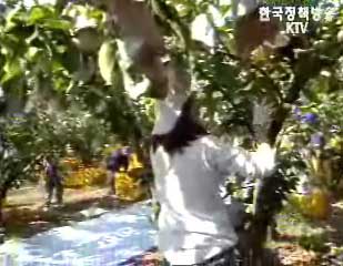 농작물 재해보험 “떫은감” 포함